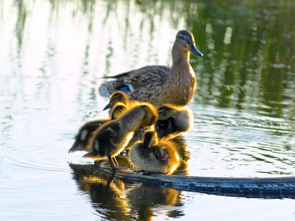 Duck family — Stock Photo, Image