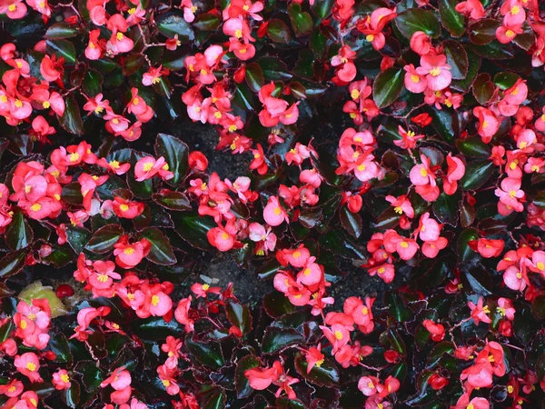 Begonia blommor — Stockfoto