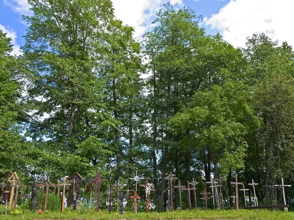 Çarpılar yeşil orman — Stok fotoğraf