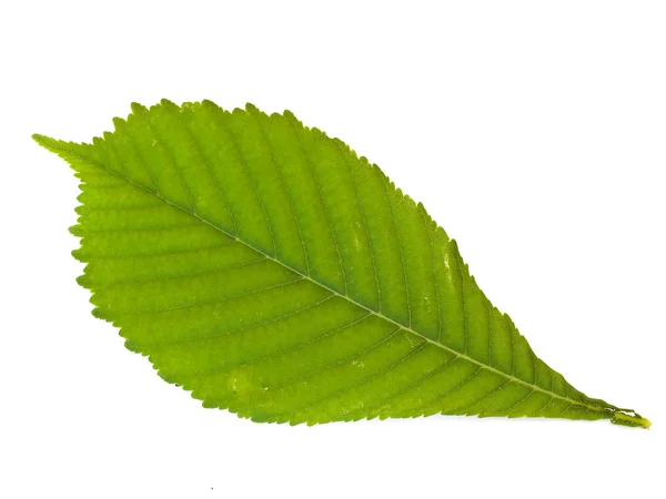 Green chestnut leaf — Stock Photo, Image