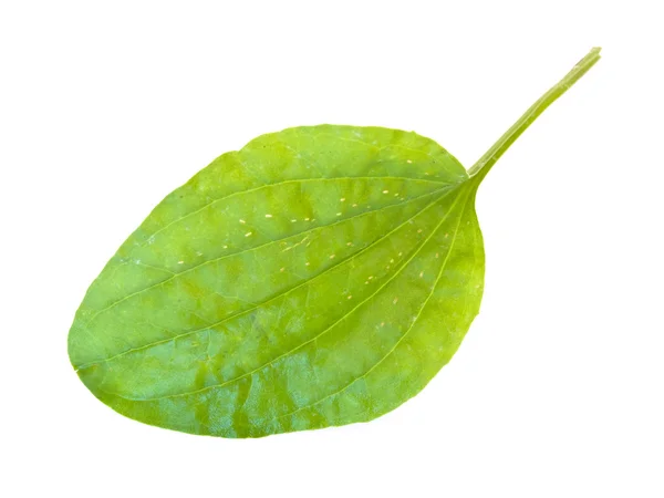 녹색 ribwort 잎 — 스톡 사진