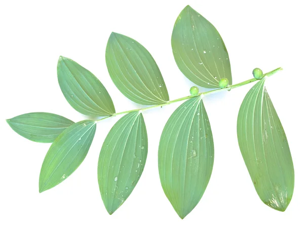 녹색 mezereon 잎 — 스톡 사진