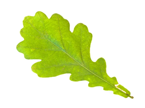 Zelený dubový list — Stock fotografie