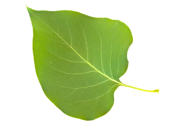 Leaf-зеленого, бузкового — стокове фото