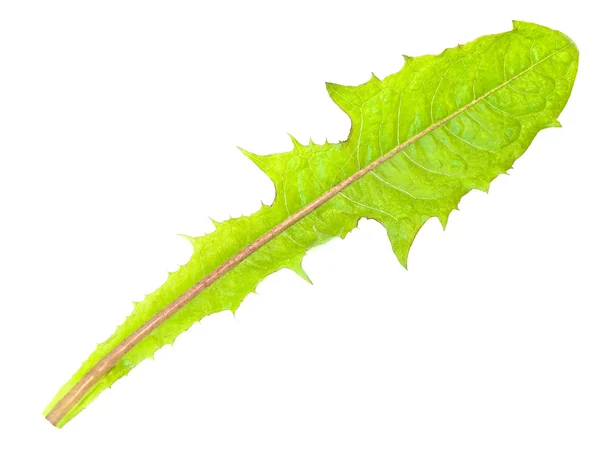Зелена Кульбаба лист — стокове фото