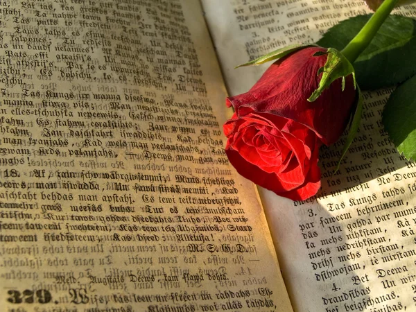 Róża na książki — Zdjęcie stockowe