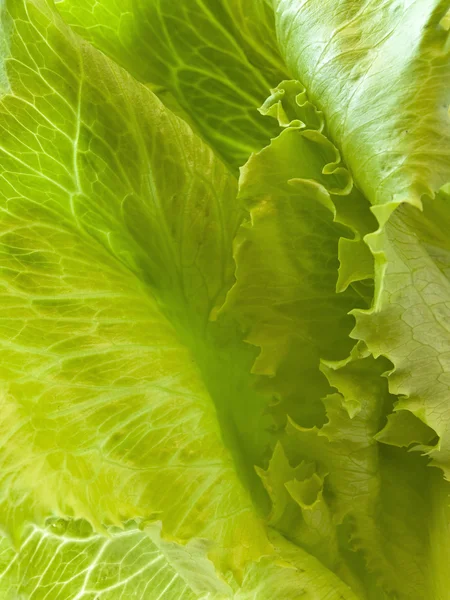 Πράσινη σαλάτα — Φωτογραφία Αρχείου