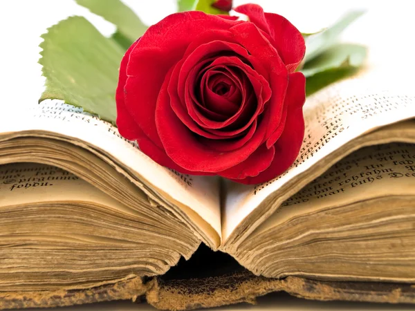 Livro aberto com rosa — Fotografia de Stock