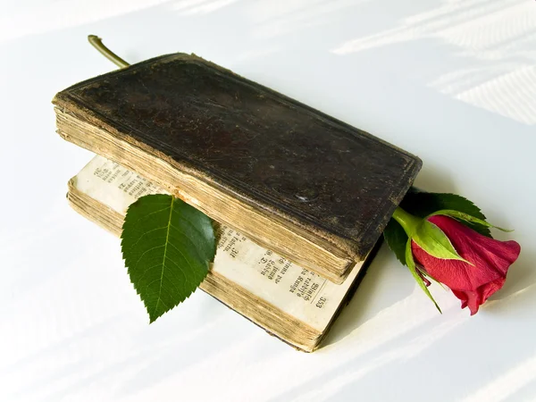 Rose im alten Buch — Stockfoto