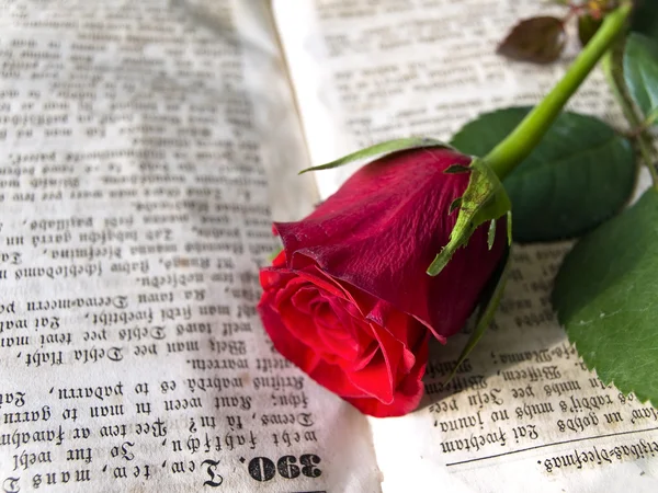 Rose at the book — Stock Photo, Image