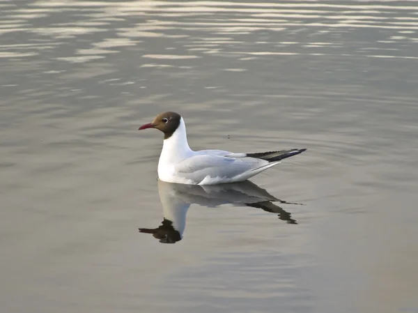 Stock image Gull