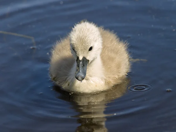 Baby swan — Stock Photo, Image