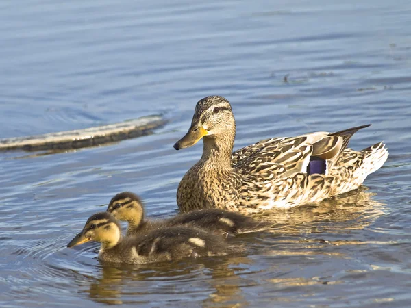 Duck and two ducklings — Stock Photo, Image