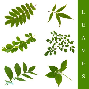 Leaf set clipart