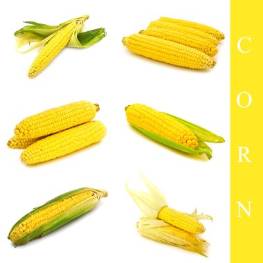 Corn set clipart