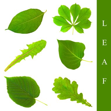 Leaf set clipart