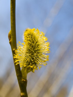 Sarı pussywillow