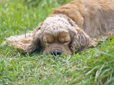 Uyuyan spaniel