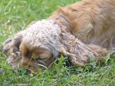 Uyuyan spaniel