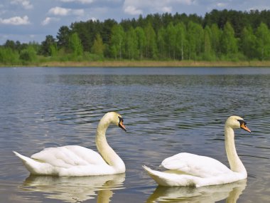 Two swans clipart