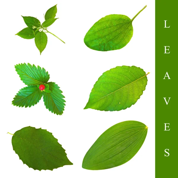 Juego de hojas — Foto de Stock