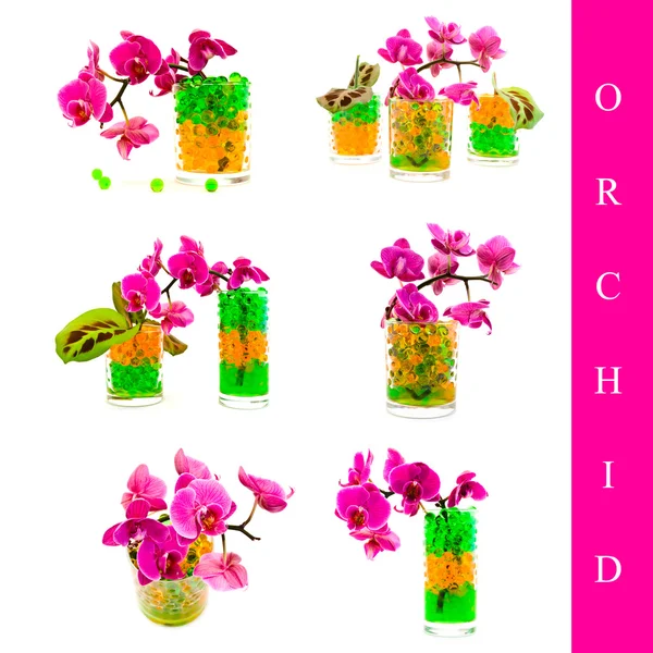Orchid set — Stockfoto