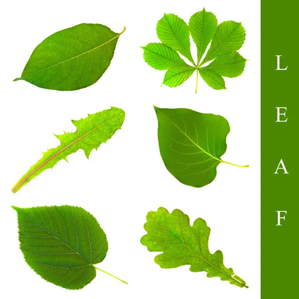 Leaf set — Stock Photo, Image