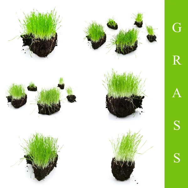 Grass set — Stock Photo, Image