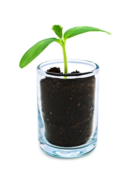 Sprout — Stock Photo, Image