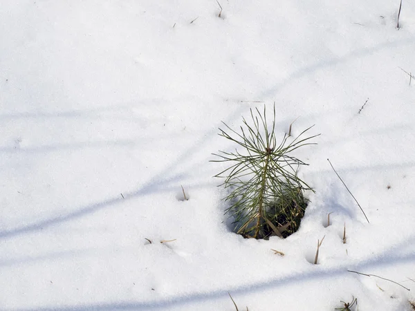 Pine in snow — Stock Photo, Image