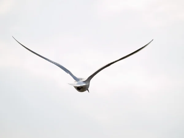 Özgür martı — Stok fotoğraf