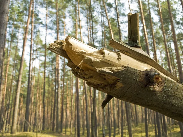 Fallen tree in forest — Stock Photo, Image