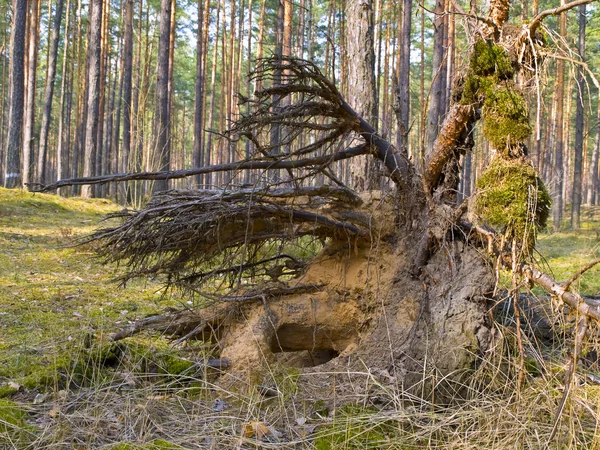 Tree roots — Stock Photo, Image