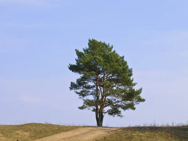 单棵松树 — 图库照片