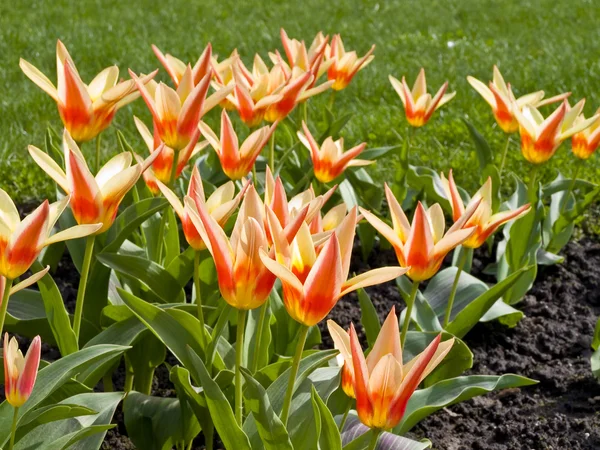 Tulipány v trávě — Stock fotografie