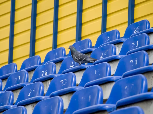 A stadionban galamb — Stock Fotó