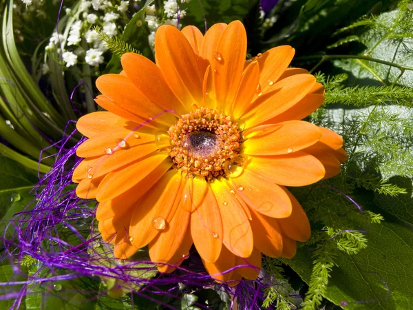 Gerbera floare — Fotografie, imagine de stoc