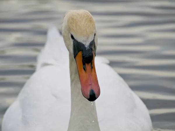 Close up swan — Stock Photo, Image