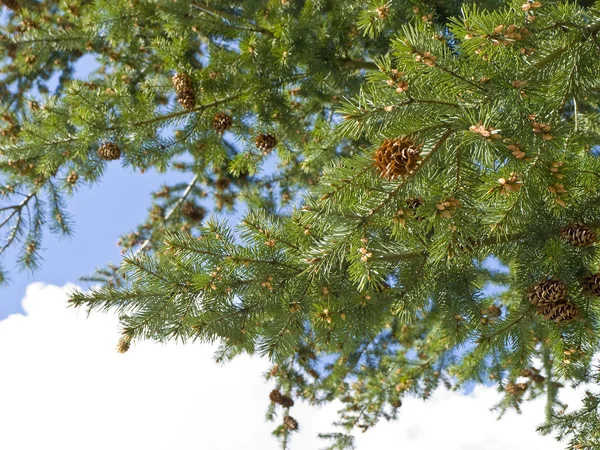 松の木 strobile — ストック写真