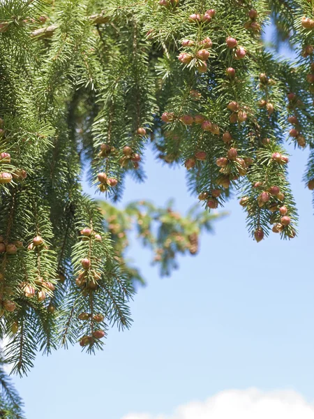 松の木の枝 — ストック写真