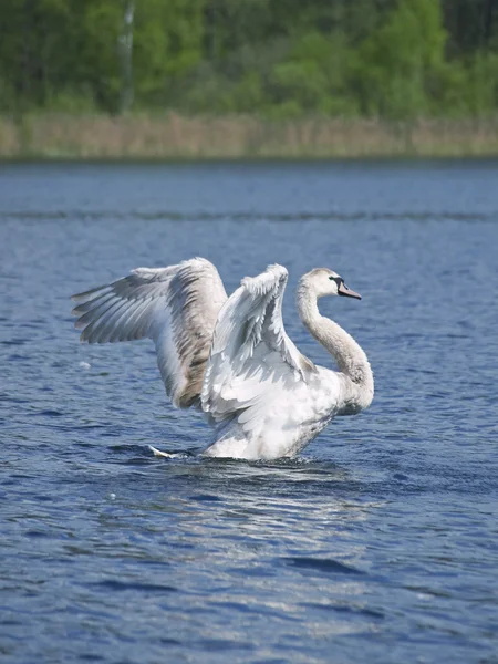 ヤン白鳥を飛ぶ — ストック写真