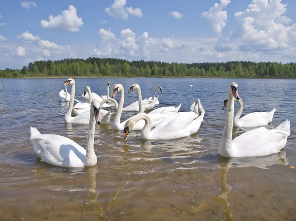 Swan colony — Stock Photo, Image