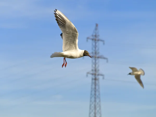 Seagulls and electricity — Stock Photo, Image
