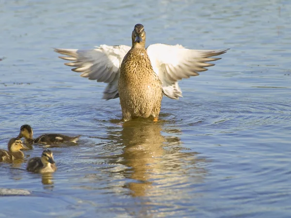 Fly up duck near ducklings — Stock Photo, Image