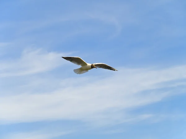 Single flying seagull — Stock Photo, Image