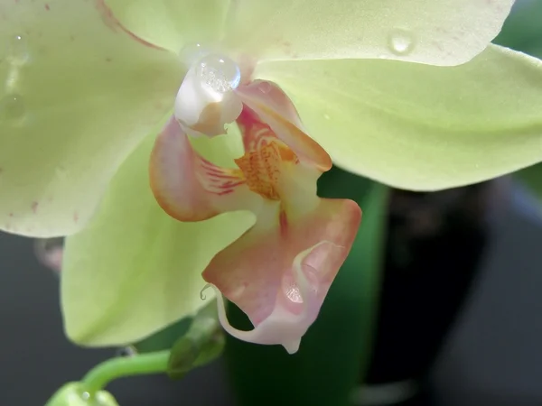 Wody orchidea — Zdjęcie stockowe