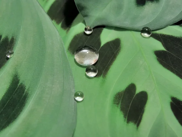 Drops on leaves — Stock Photo, Image