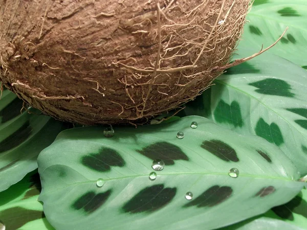 Coconut on leaves — Stock Photo, Image