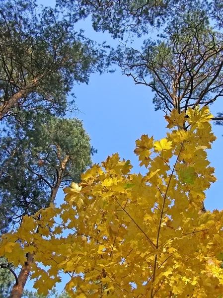 Höstens sky — Stockfoto
