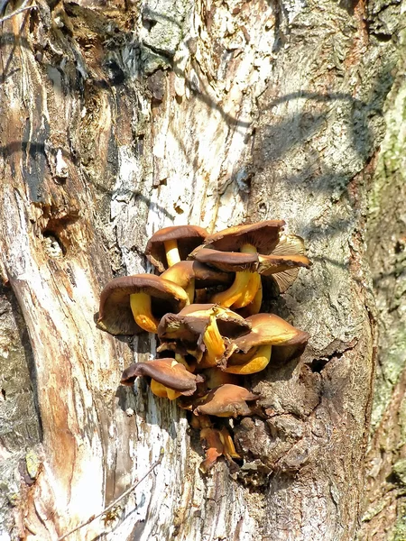 Mushroom on the tree — Stock Photo, Image